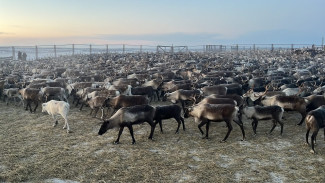 Учёные обнаружили гены, улучшающие качество мяса северного оленя