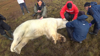 Ученые отправились в экспедицию на остров Белый, чтобы узнать о жизни полярных медведей
