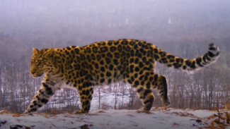 Ученые приступили к изучению ДНК дальневосточного леопарда: как проходят исследования
