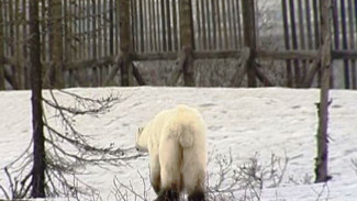 В окрестностях Норильска была замечена белая медведица
