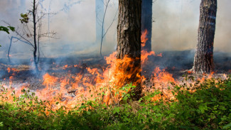 На Ямале ожидают резкое потепление и лесные пожары