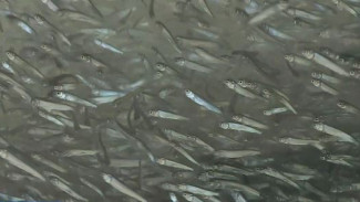 «Выпускной» молоди: на Ямале 800 тысяч рыбок окунулись во взрослую жизнь