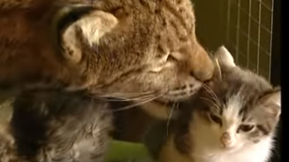 Рысь из иркутского зоопарка усыновила котят. ВИДЕО