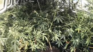 В Губкинском полиция обнаружила на дачном участке 29 кустов наркосодержащих растений. ФОТО