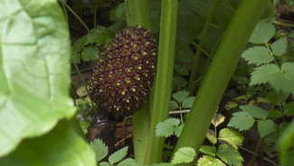 Ботаники вне закона: в Приморье плантхантеры крадут растения из Ботанического сада