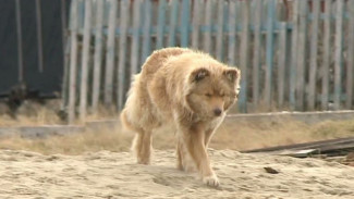 На Ямале покусанные собаками дети получат компенсацию морального вреда
