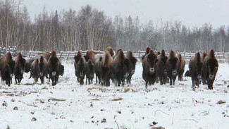 Из Канады в Якутию: как освоились бизоны на своей доисторической родине