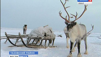 В Тазовском районе борются с массовым падежом оленей