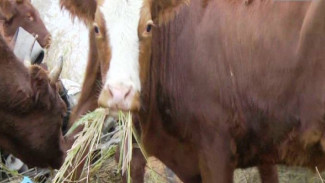 Производство мраморной говядины запускают на Колыме
