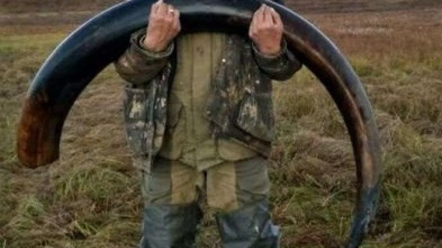 На Ямале продают бивень мамонта за 150 тысяч рублей