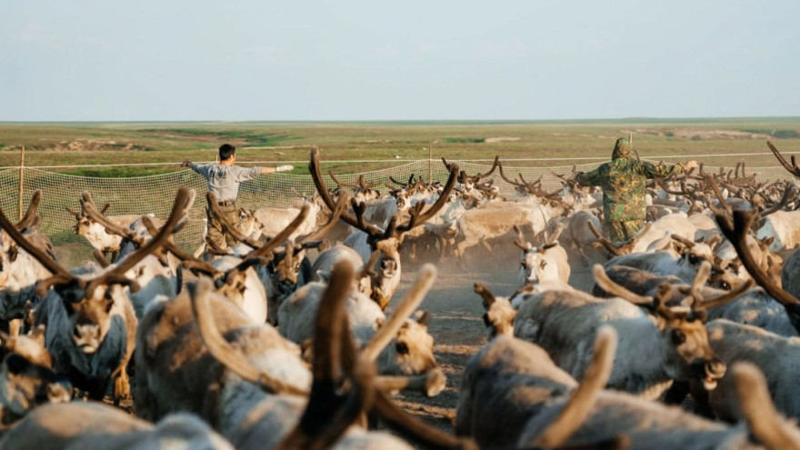 На Ямале стартовал летний этап вакцинации северных оленей против сибирской язвы