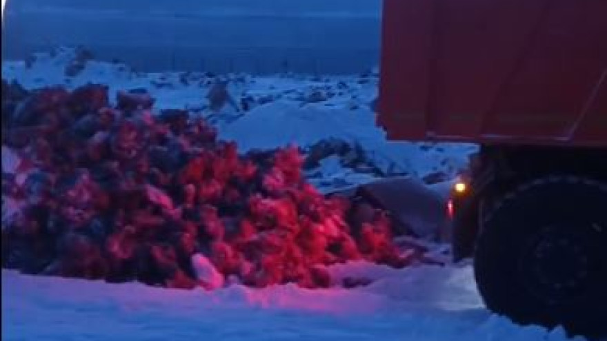 Жители Антипаюты обнаружили крупную свалку оленьих голов