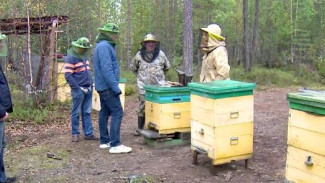 Югорские пасечники развивают производство уникальных сортов мёда