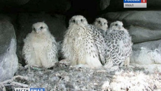 Крылатыми стервятниками Ямала заинтересовались орнитологи Абу-Даби
