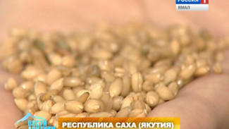 Раскрываем тайны производства! В Якутии придумали, как печь хлеб из пророщенной пшеницы