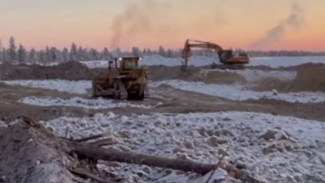 В Надымском районе незаконно уничтожили лес на десятки миллионов рублей
