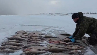 Из Булунского района в Якутск доставляют свежий улов северной рыбы