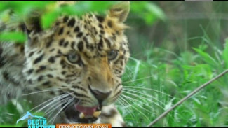Крупнейший в мире центр по сохранению леопарда открылся в Приморье