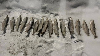 В Шурышкарском районе задержан браконьер за незаконный вылов нельмы на 300 тысяч рублей