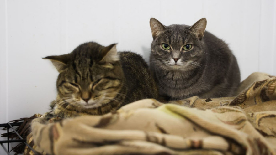 В Приуралье объединят приюты для бездомных животных