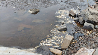 В Салехарде жители обеспокоились массовой гибелью рыбы в одной из рек 