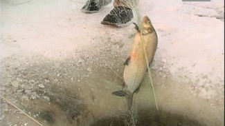 О внесении изменений в закон «О рыболовстве и сохранении водных биоресурсов»