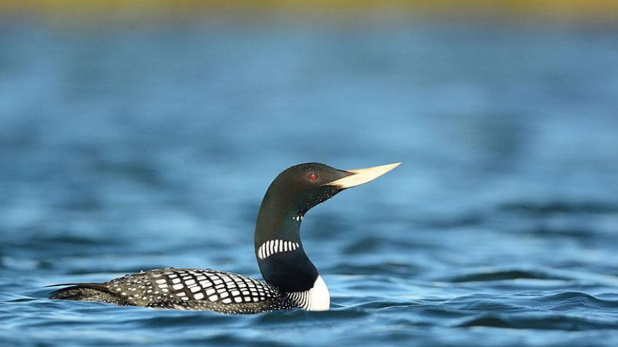 Защитники пернатых: орнитологи на Ямале рассказали о самых редких видах птиц 