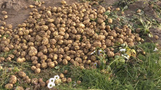 Пора собирать урожай: салехардские аграрии планируют выкопать более 200 тонн картофеля