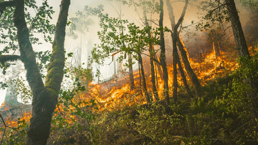 В ямальских лесах огнем пройдено свыше 9 гектаров земли 
