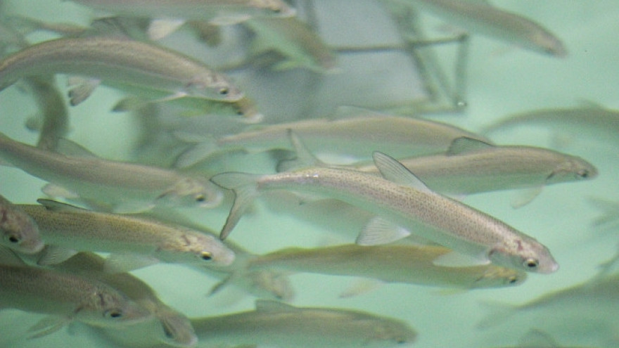 Ученые: есть надежда на восстановление запасов сиговых рыб в ямальских реках