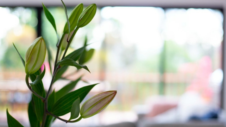 Будьте осторожны: ядовитые комнатные растения, которые могут вызвать ожоги и аллергию