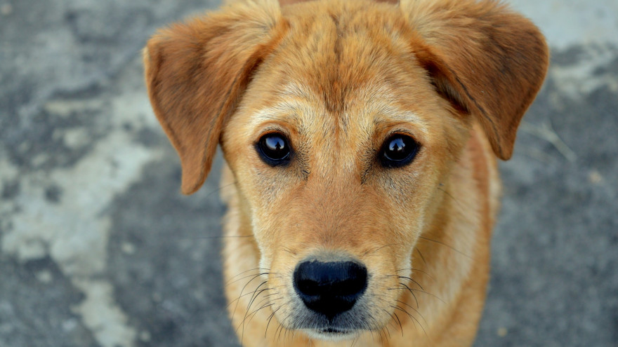 В Новом Уренгое вахтовик выкинул собаку из окна многоэтажки. Животное погибло