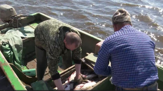 Опровергли слухи: квоты на вылов чира на реках Ямала остались прежними