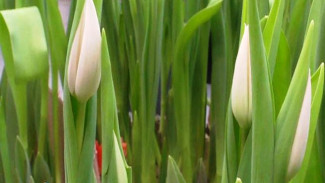 К Международному женскому дню в Якутии распустятся пять тысяч бутонов голландских тюльпанов