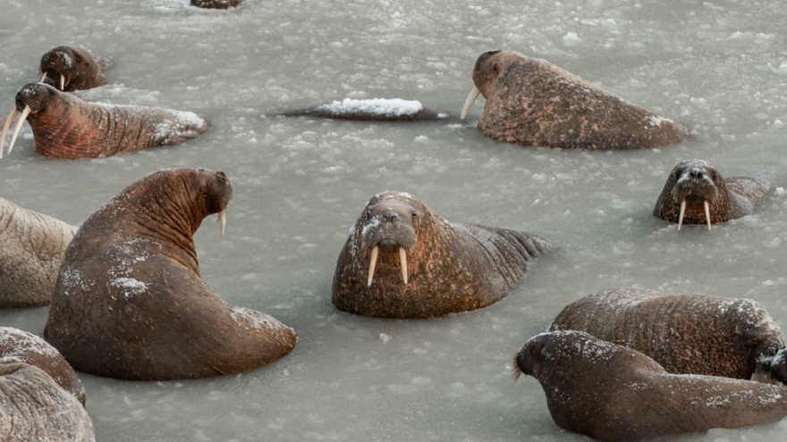 Ученые: при эксплуатации Северного морского пути важно не забыть про ямальских моржей