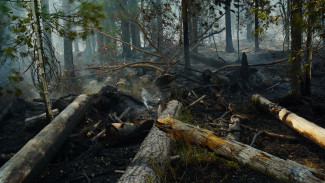 На Ямале потушили более 6 тысяч гектаров леса