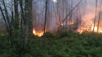На Ямале растёт площадь природных пожаров