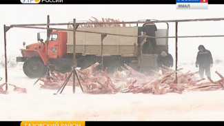 Аграрии Тазовского готовы забивать больше оленей, но боятся не продать все мясо