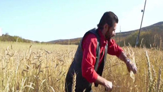 Через тернии к озимой пшенице: эксперимент магаданского фермера, длиною 25 лет, завершился успешно