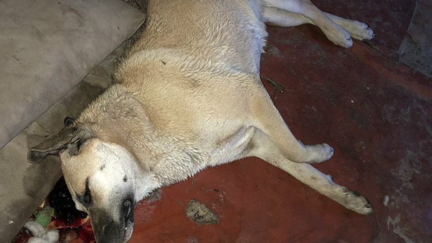 «Бились в судорогах»: в Ноябрьске догхантеры жестоко убили 3 собак