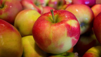 Скрытая угроза: когда яблоки могут быть опасны для жизни и здоровья