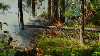 На Ямале введен режим ЧС регионального характера из-за лесных пожаров