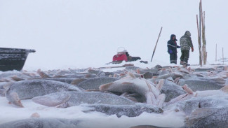 Горковские рыбаки продолжают промысел на Оби несмотря на лютые морозы