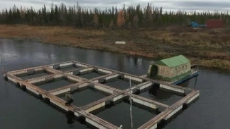 Нерестовая кампания: на Ямале продолжают восстанавливать ценные породы рыб