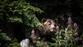 На Ямале начался прием заявок на получение разрешений на охоту на бурого медведя весной
