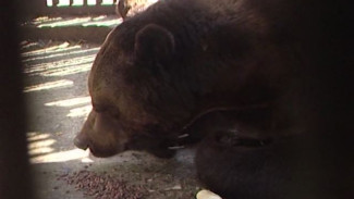 На Ямале стартовала охота на бурого медведя. Как не нарушить правила