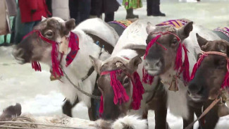 День оленевода в Аксарке: как Приуралье встретило главный праздник Севера