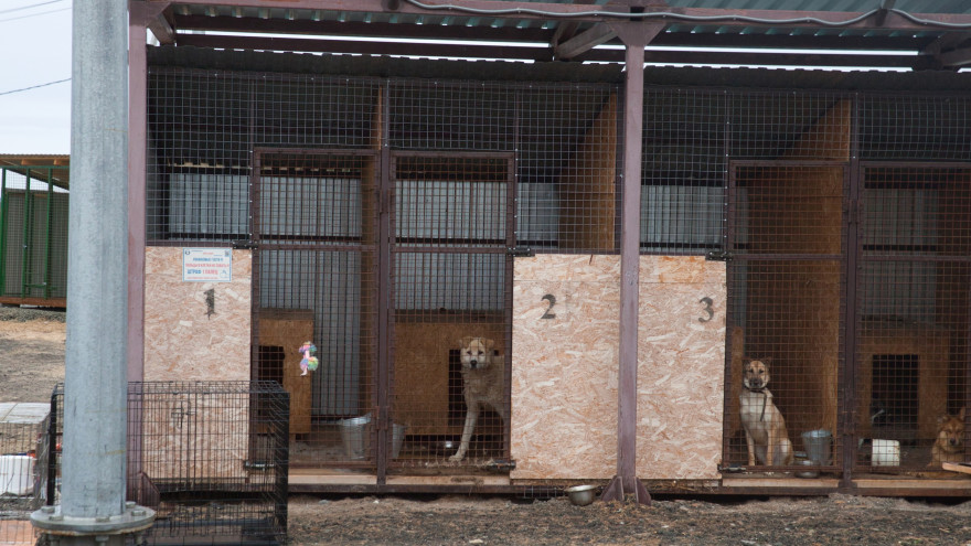  В салехардском приюте для бездомных животных установили дополнительные вольеры