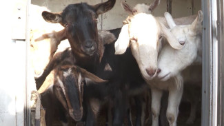 В пригороде Владивостока жители недовольны из-за стада свободно разгуливающих козлов