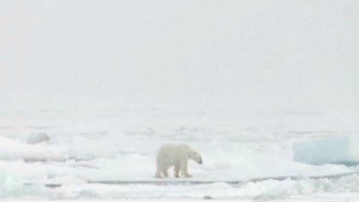 Путешествие стоимостью в 130 миллионов евро: ученые со всего мира готовятся покорять Арктику
